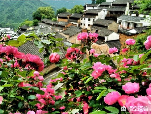 夏天國(guó)內(nèi)有沒(méi)有既可以避暑，風(fēng)景又好的旅游拍攝地推薦？